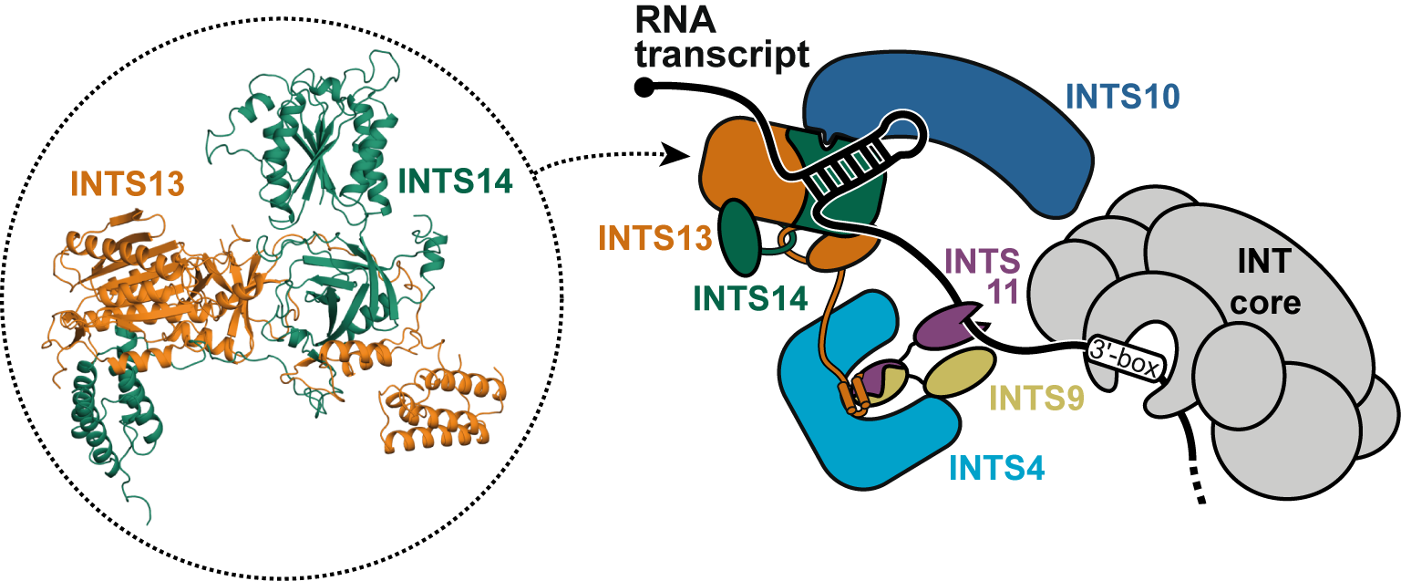 Nucleic acid binding module of Integrator complex