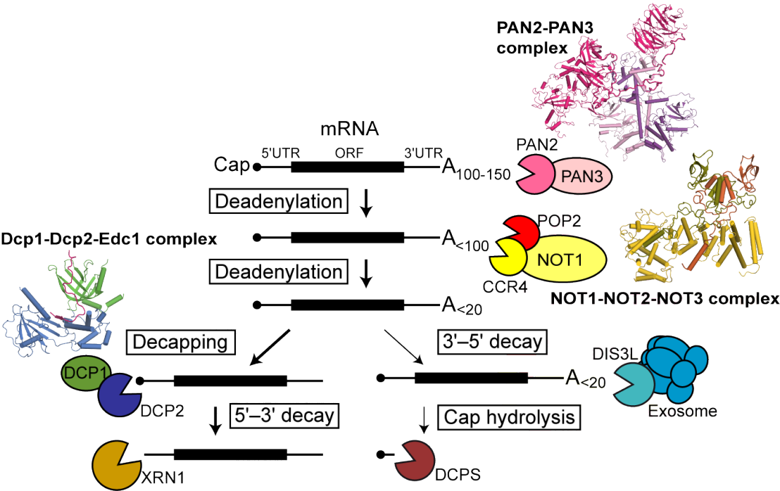 Enlarged view: mRNA decay pathways and structures of deadenylation/decapping complexes